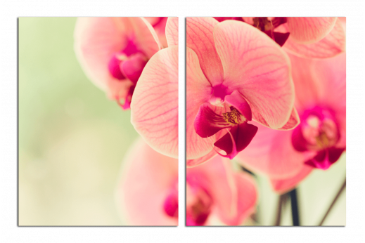 Модульная картина Розовая орхидея